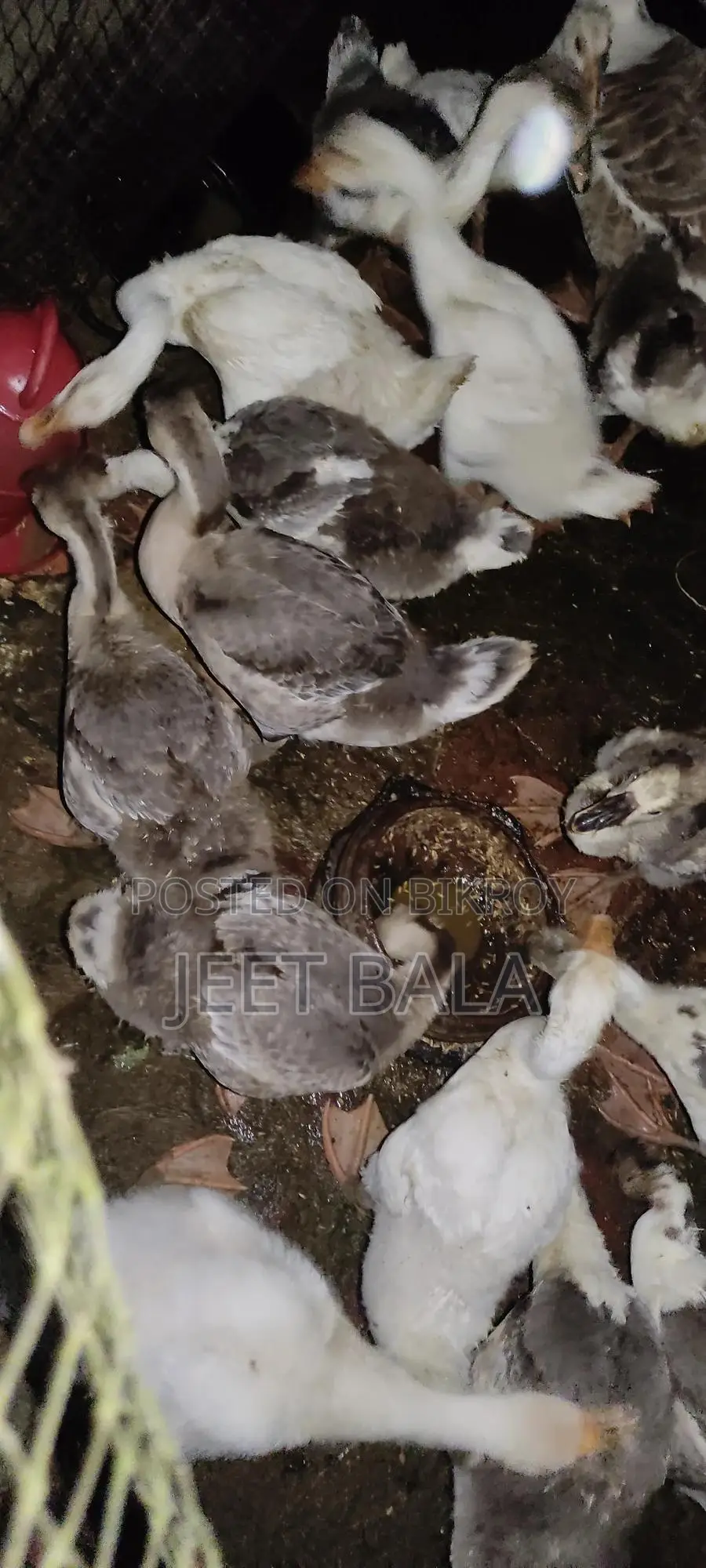 High-Quality Ducks
