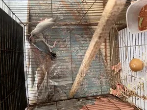 Java Birds