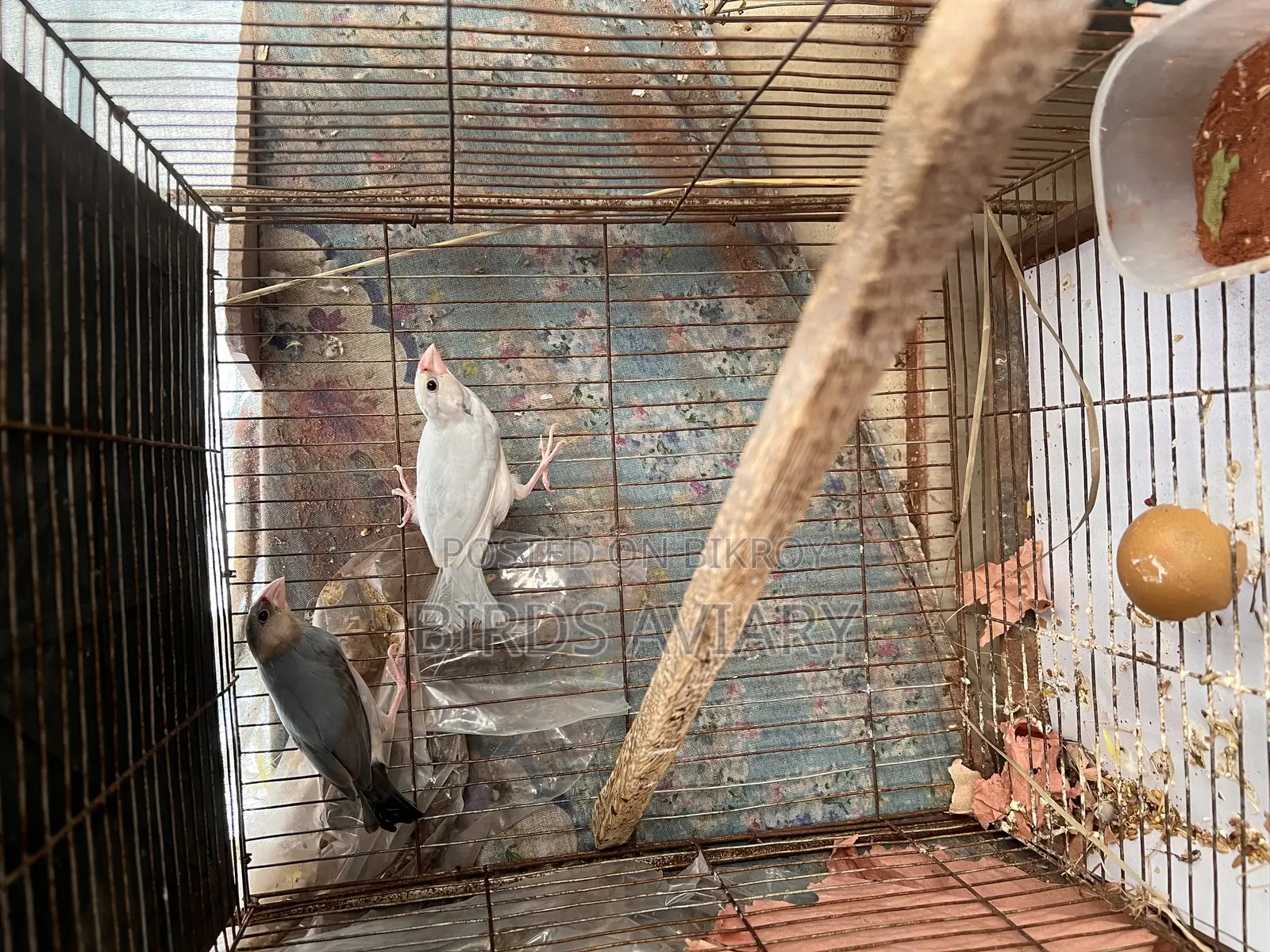Java Birds