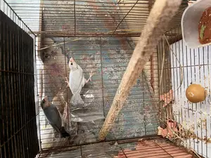 Java Birds