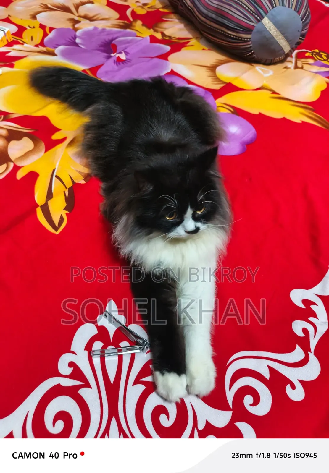 3-6 Months Female Mixed Breed Persian