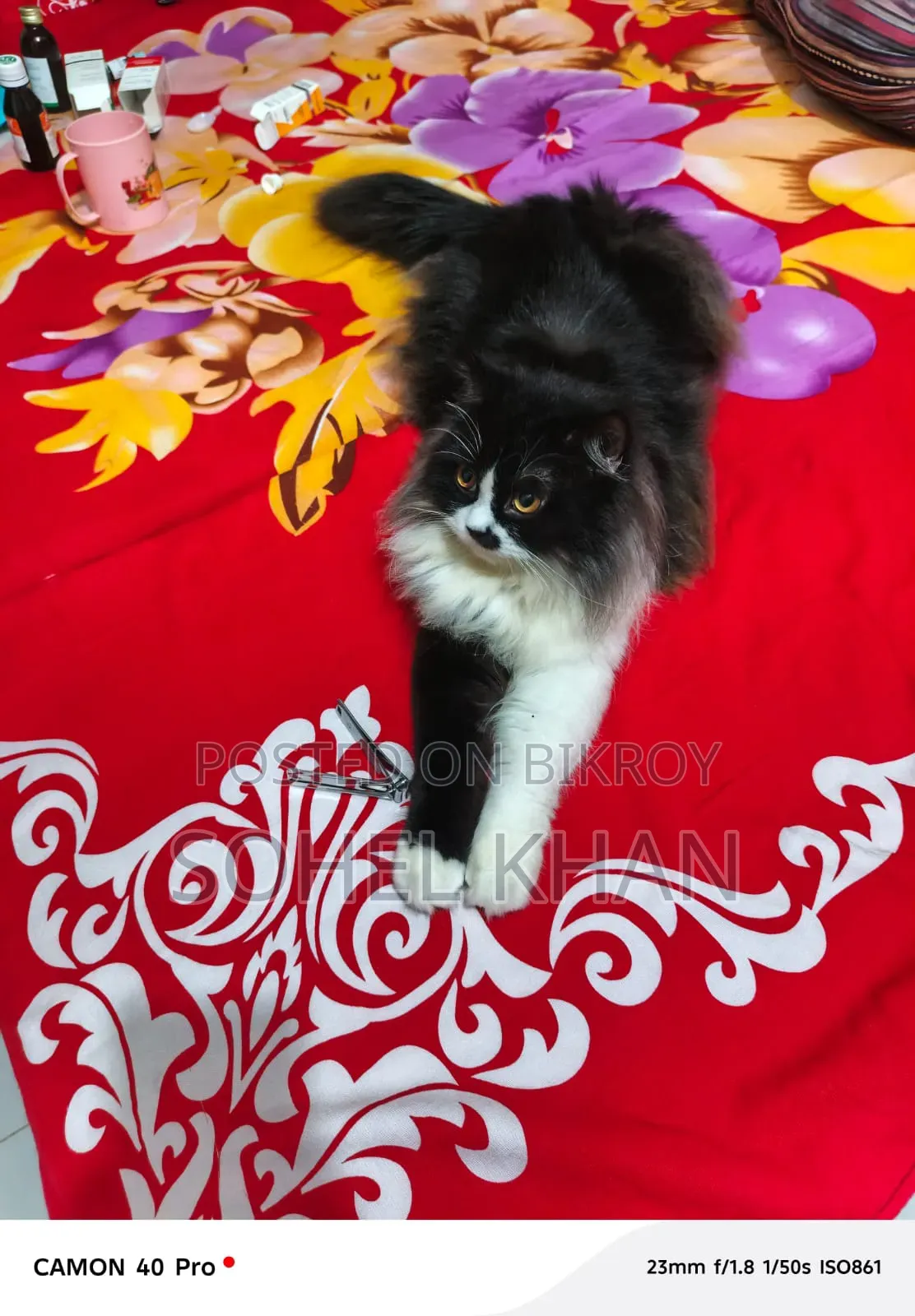 3-6 Months Female Mixed Breed Persian