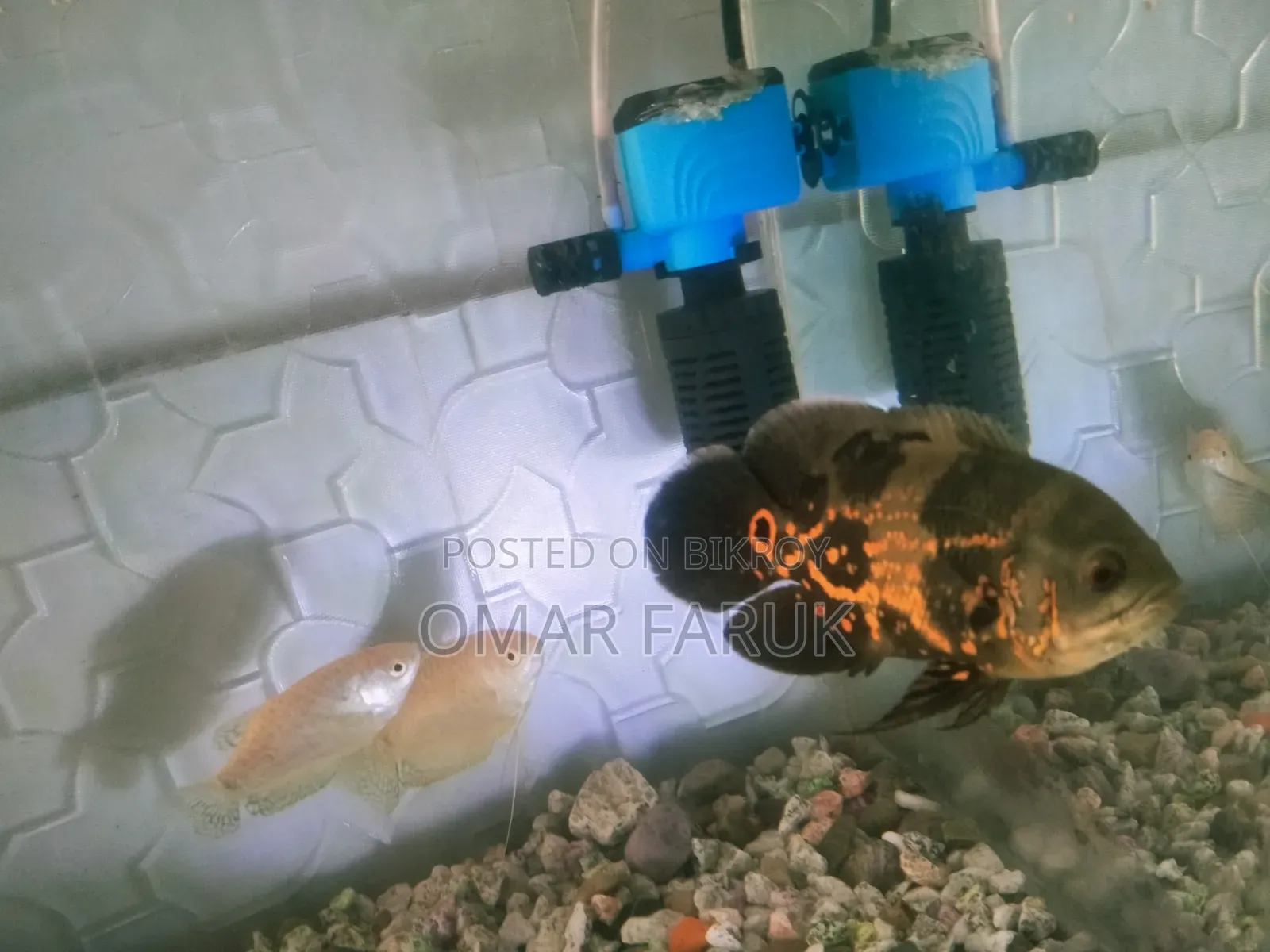 Tiger Oscar Fish for Sale