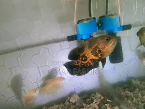 Tiger Oscar Fish for Sale