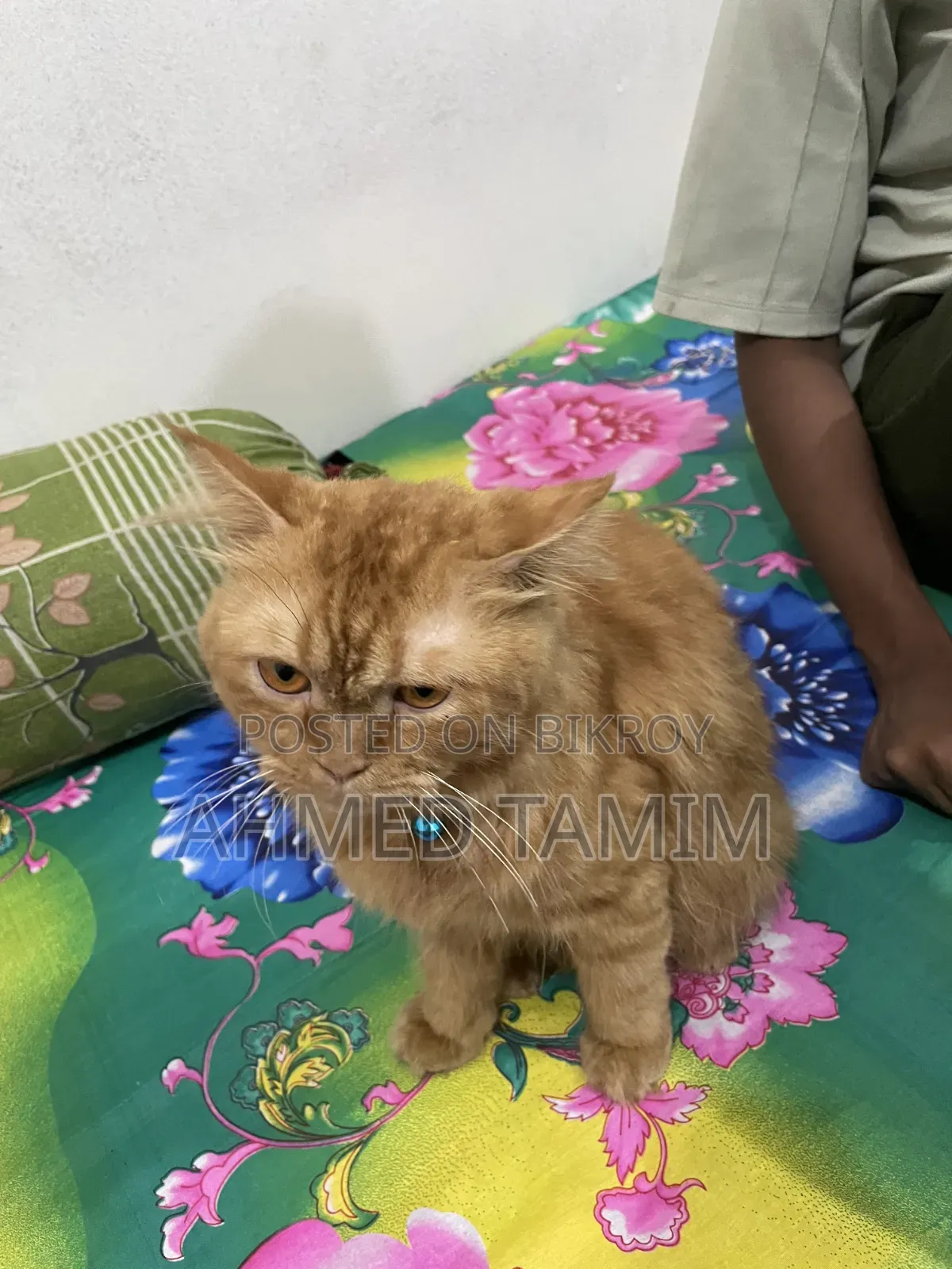 6-12 Months Male Purebred Persian Cat