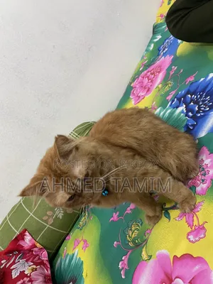 6-12 Months Male Purebred Persian Cat
