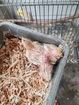 Cockatiel Bird
