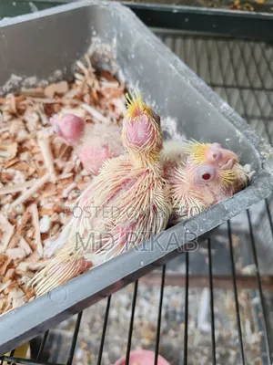 Cockatiel Bird
