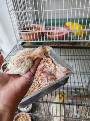 Cockatiel Bird