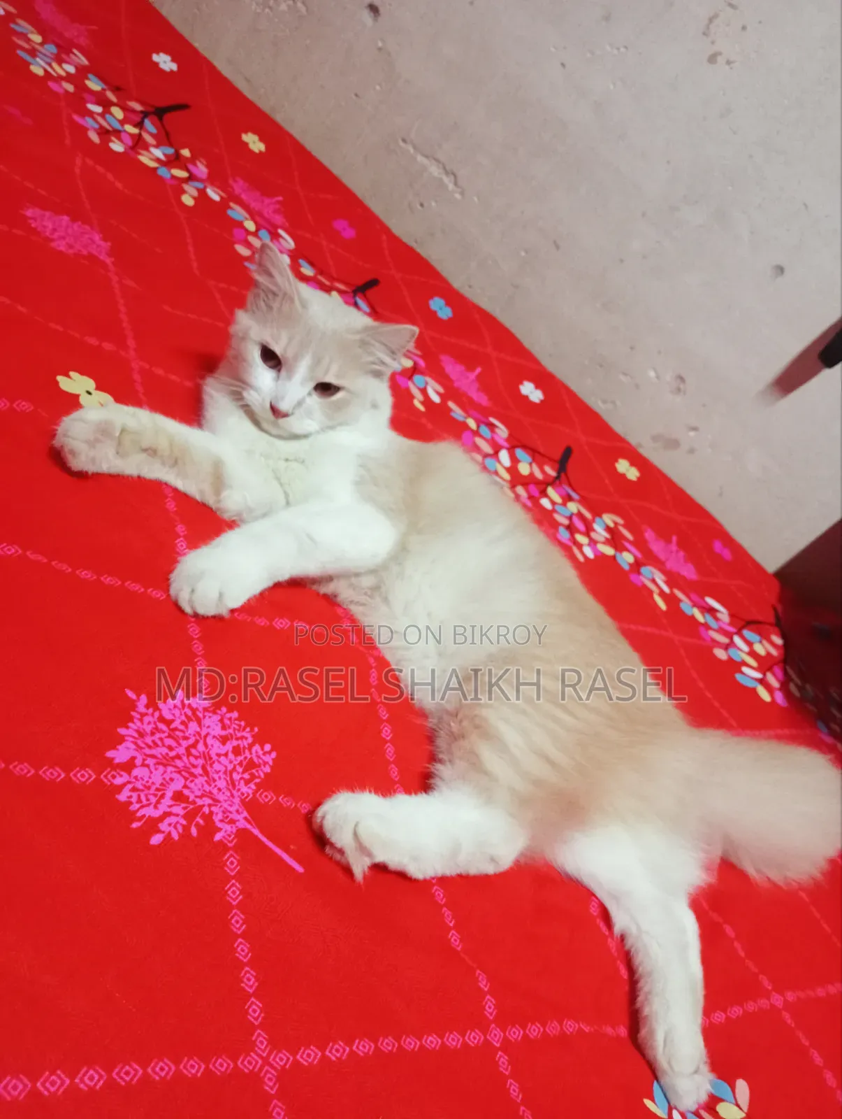 ৬-১২ মাস বয়সী ফিমেল মিক্সড ব্রিড পার্সিয়ান