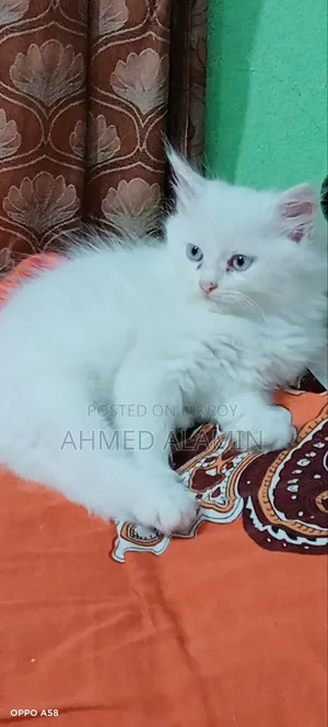 1-3 Months Male Mixed Breed Persian