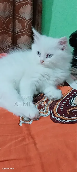 1-3 Months Male Mixed Breed Persian