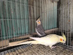 Cocktail Pakhi 3 Jora