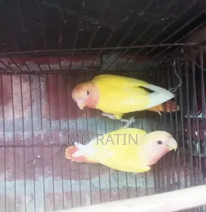 Ai 2 Jora Pakhi Sell Hobe