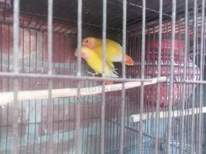 Ai 2 Jora Pakhi Sell Hobe
