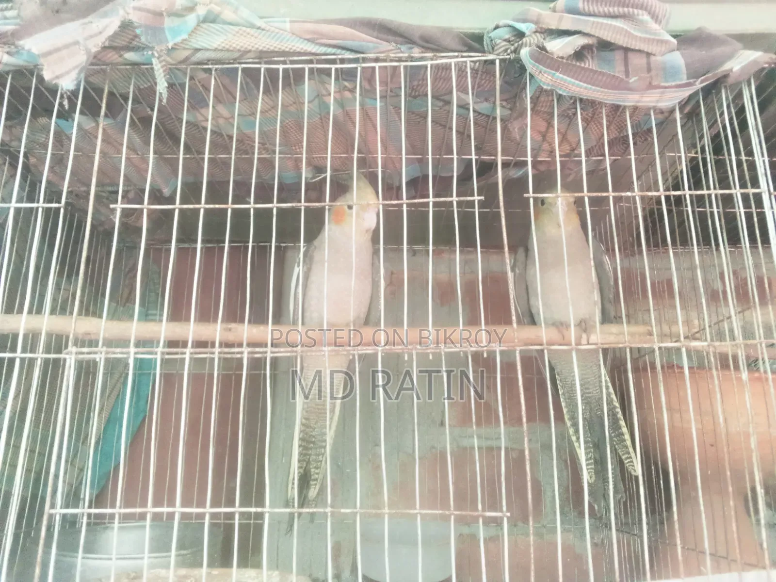 Ai 2 Jora Pakhi Sell Hobe