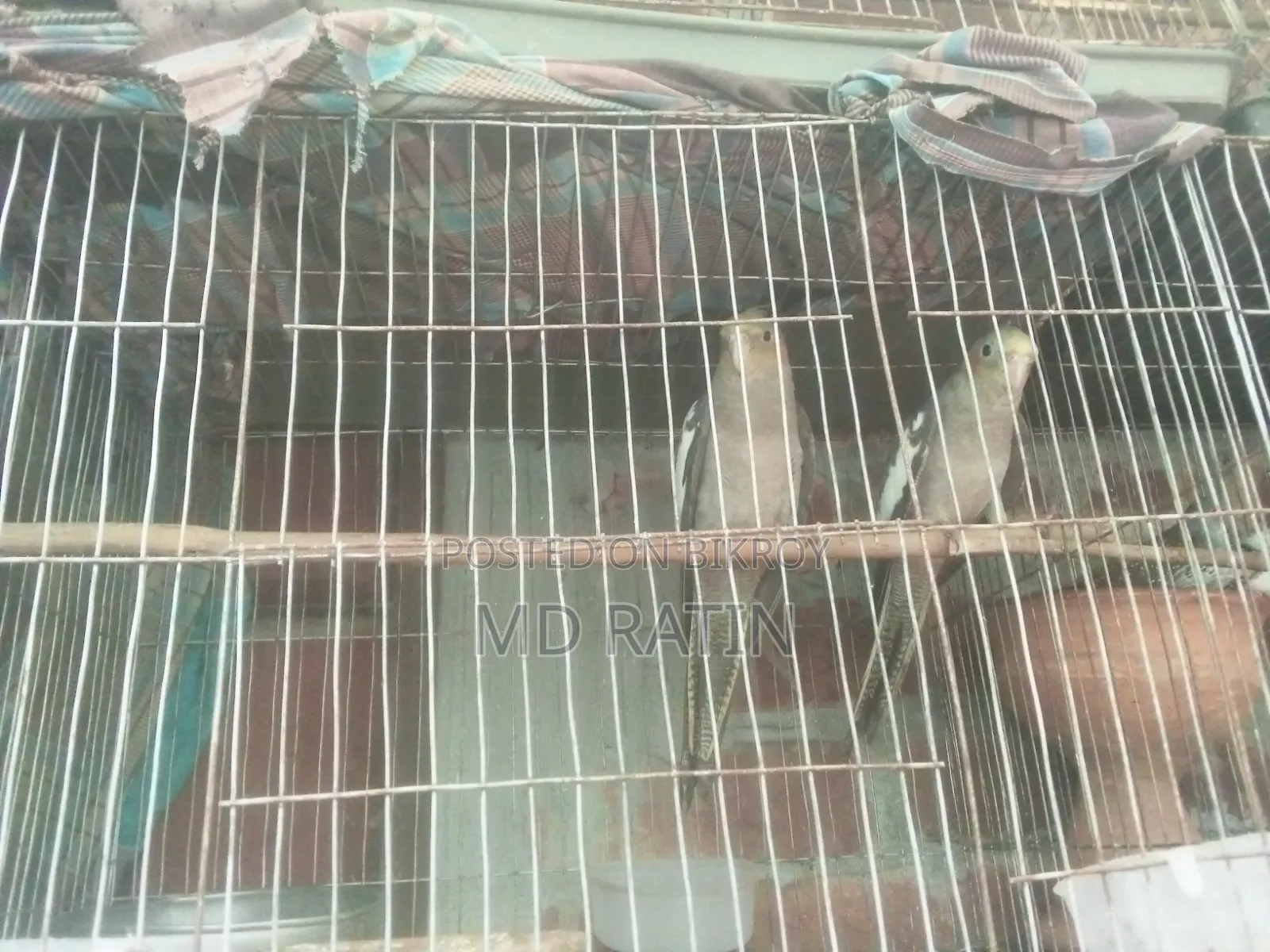 Ai 2 Jora Pakhi Sell Hobe