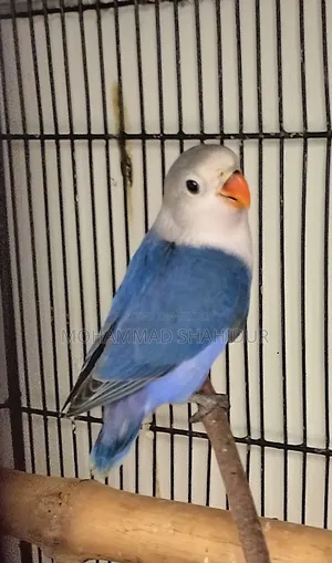 2 Months Old Top Quality Violet Fischer for Sale