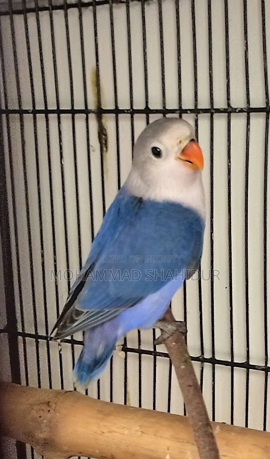 2 Months Old Top Quality Violet Fischer for Sale