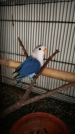 2 Months Old Top Quality Violet Fischer for Sale
