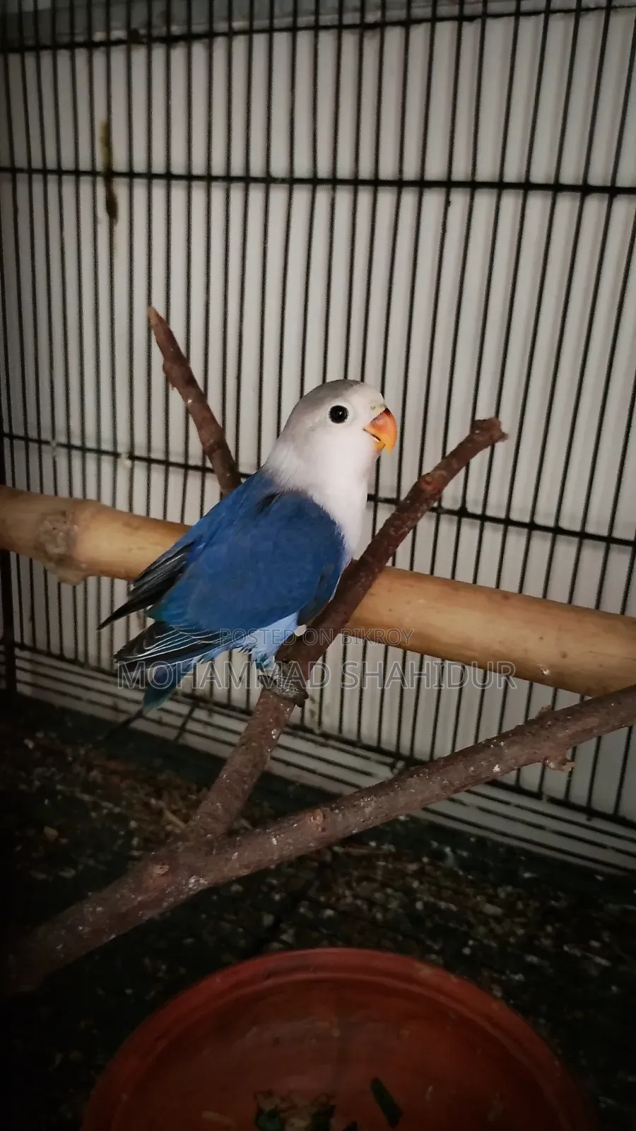 2 Months Old Top Quality Violet Fischer for Sale