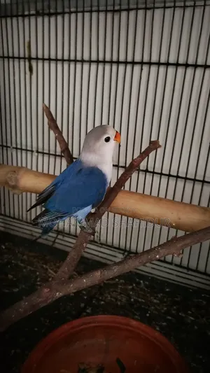 2 Months Old Top Quality Violet Fischer for Sale