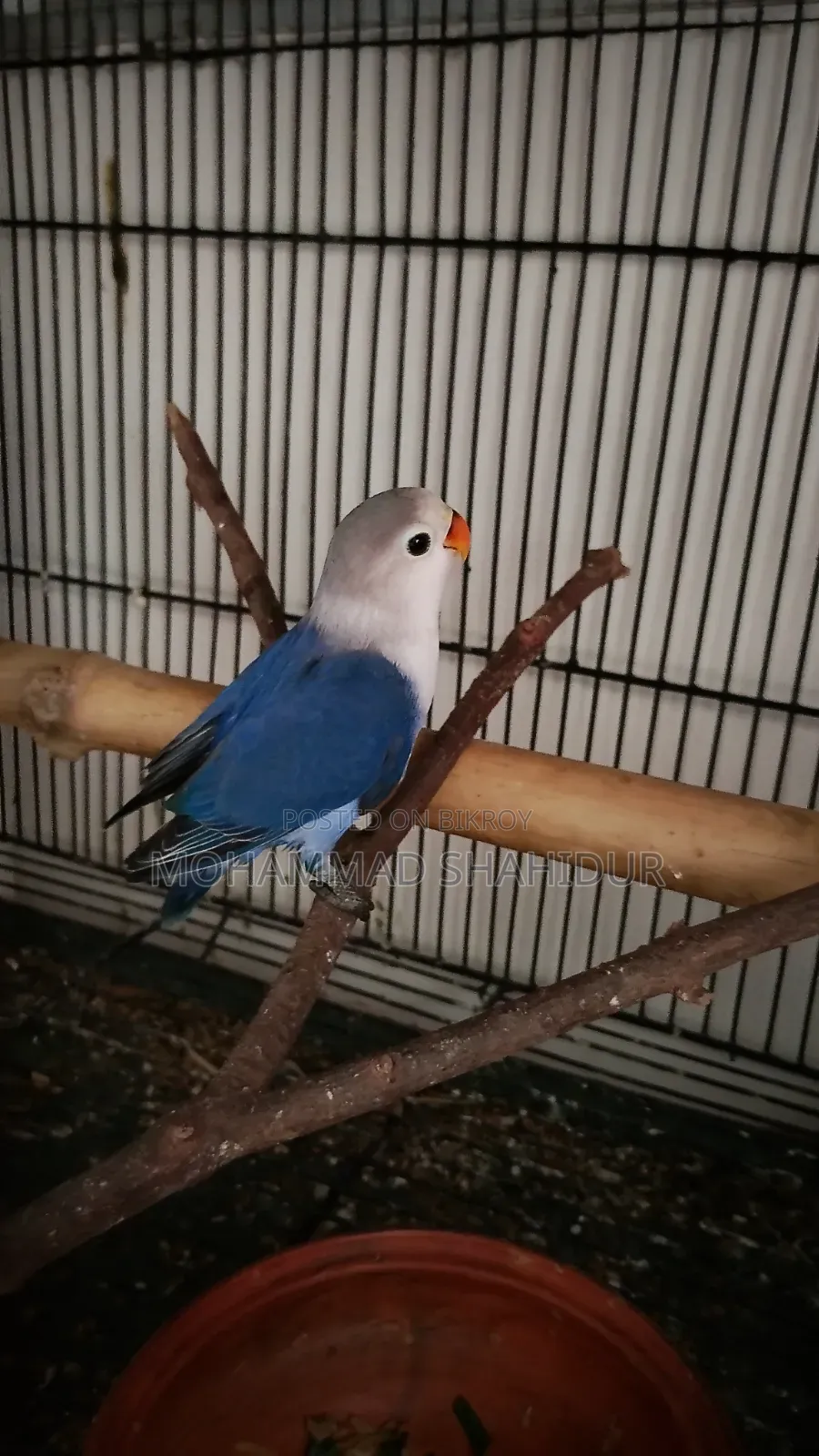 2 Months Old Top Quality Violet Fischer for Sale