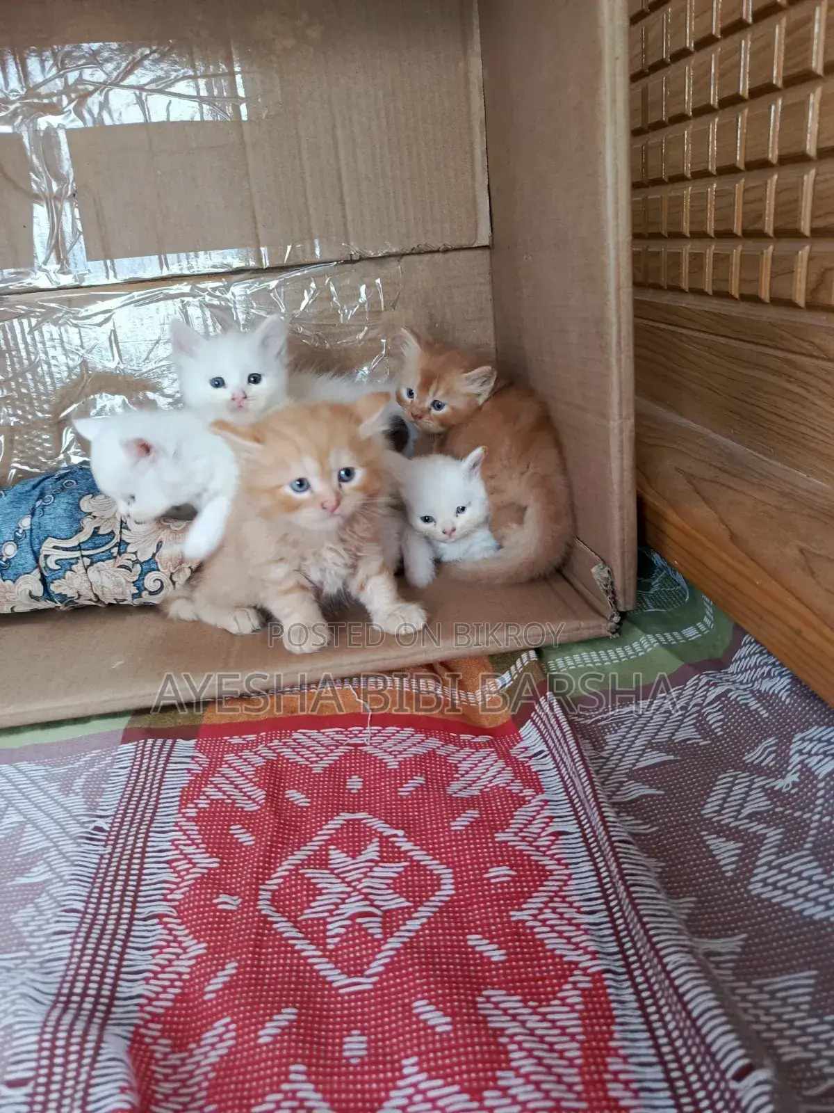 1-3 Months Female Purebred Persian