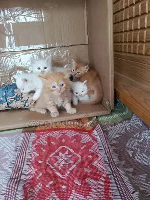 1-3 Months Female Purebred Persian
