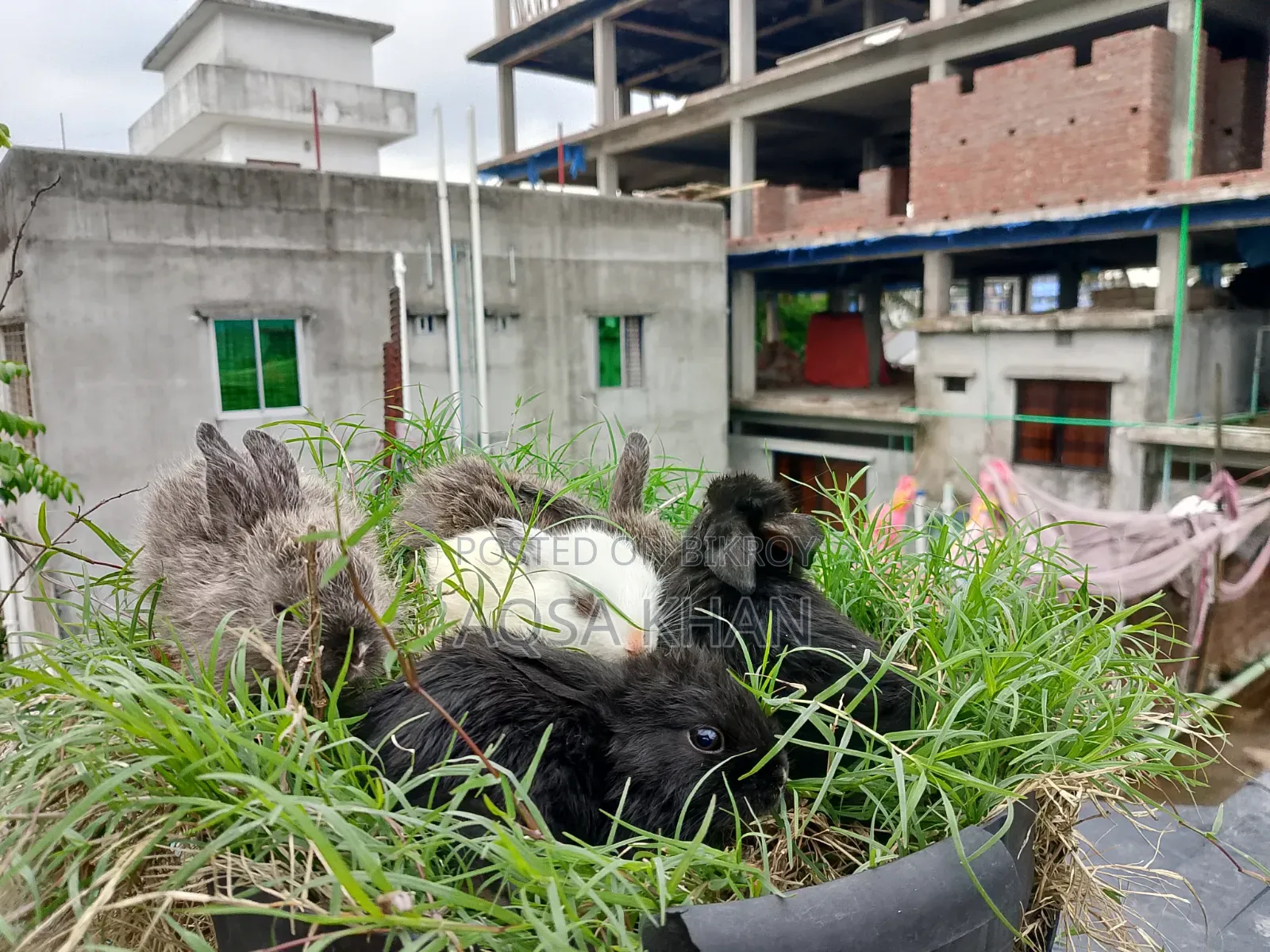 Selling some baby rabbits