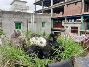 Selling some baby rabbits