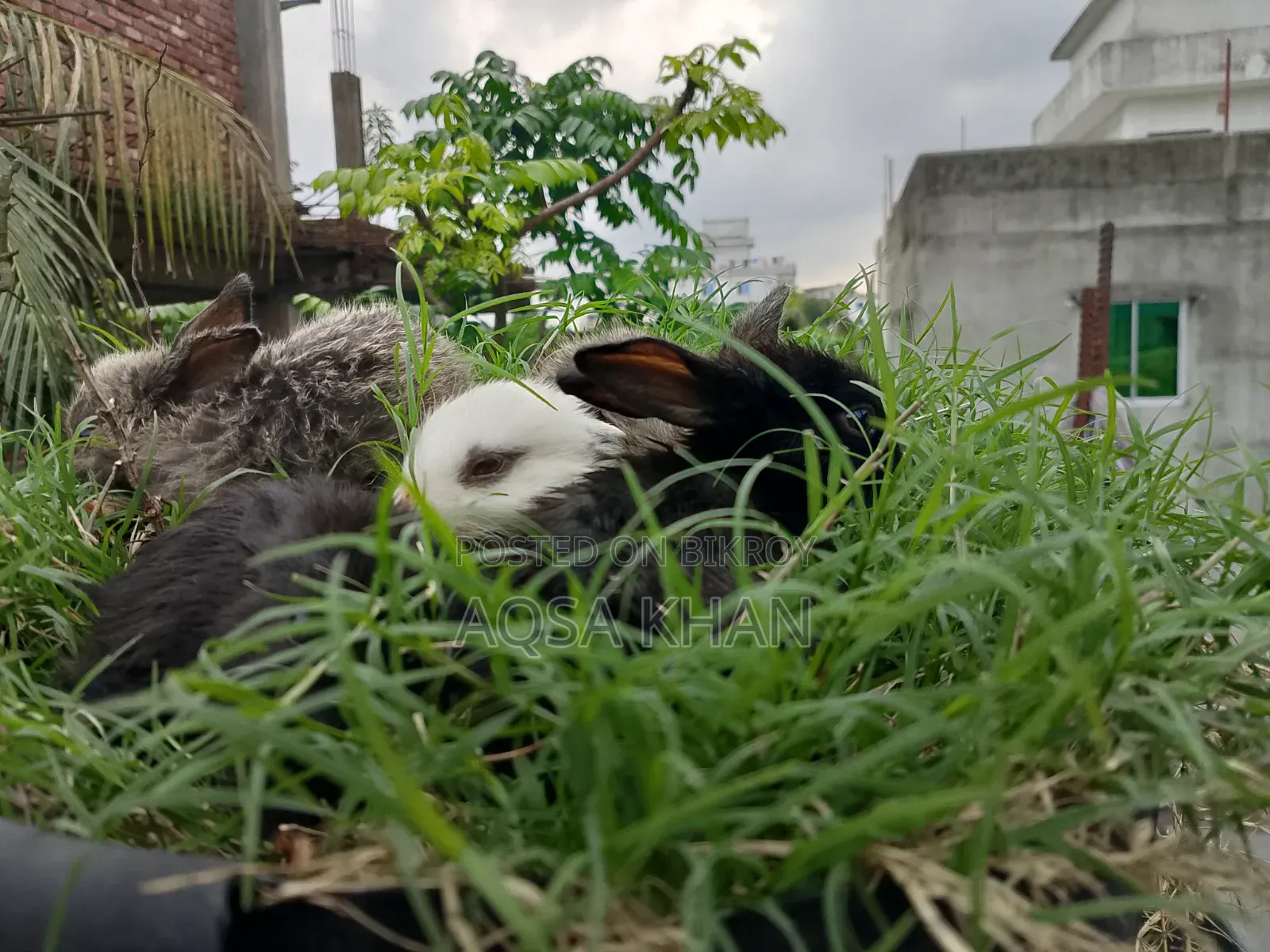 Selling some baby rabbits