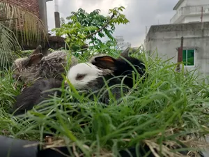 Selling some baby rabbits