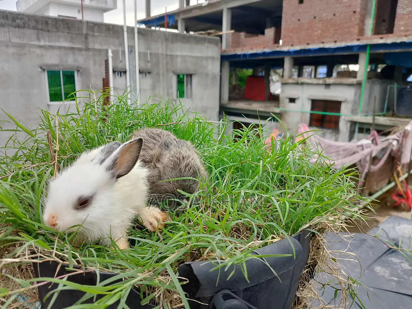 Selling some baby rabbits