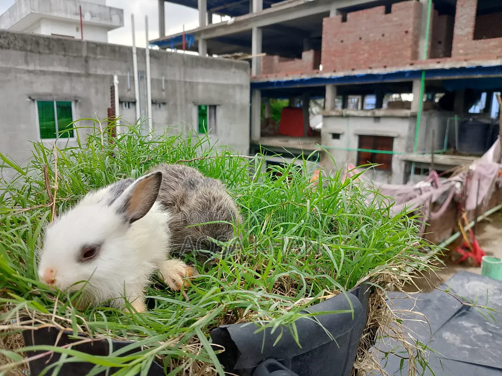 Selling some baby rabbits