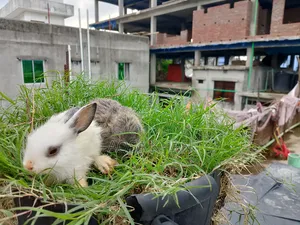 Selling some baby rabbits