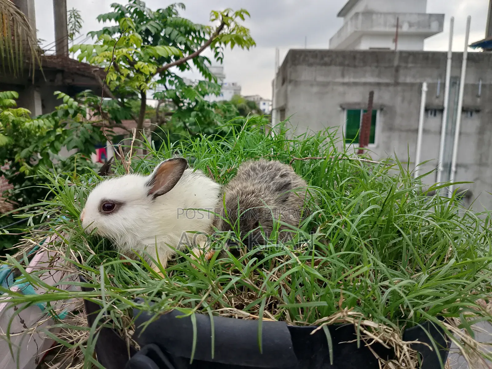 Selling some baby rabbits