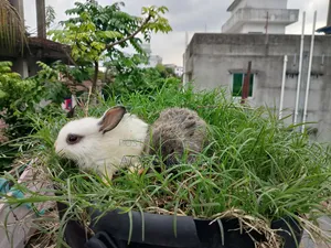 Selling some baby rabbits