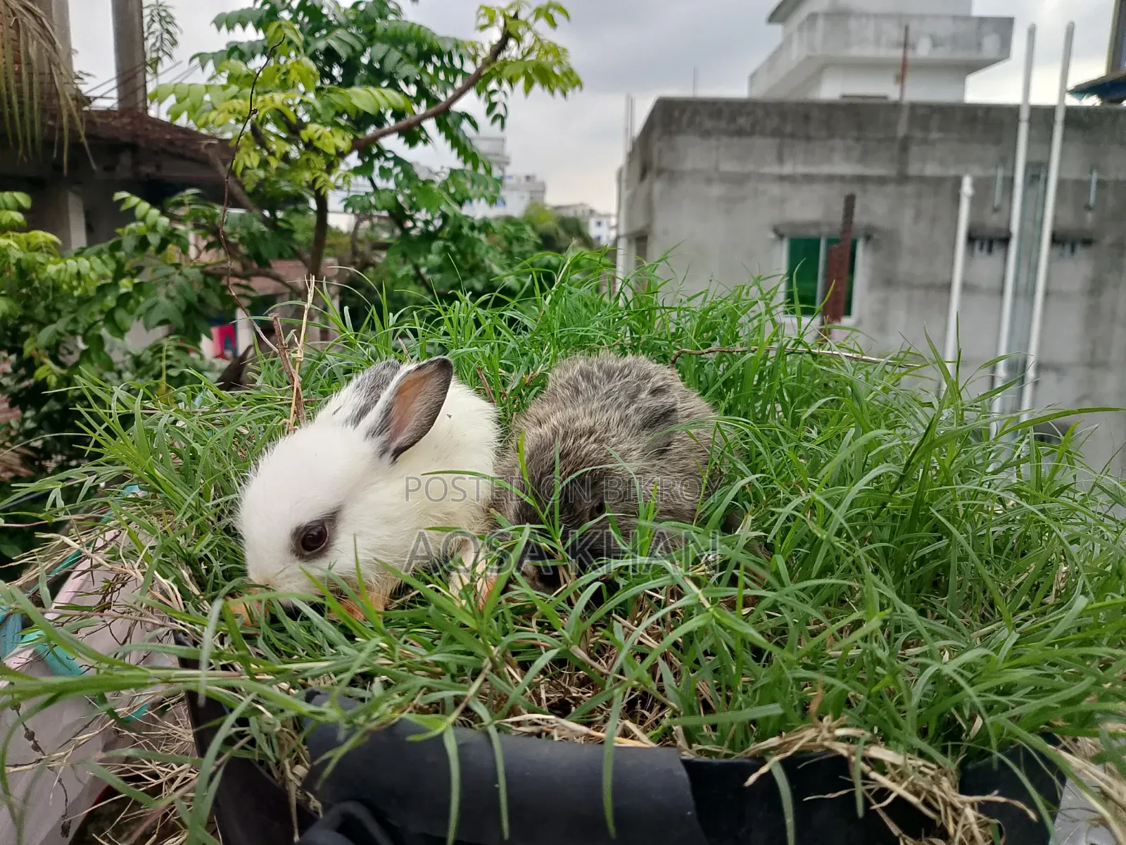 Selling some baby rabbits