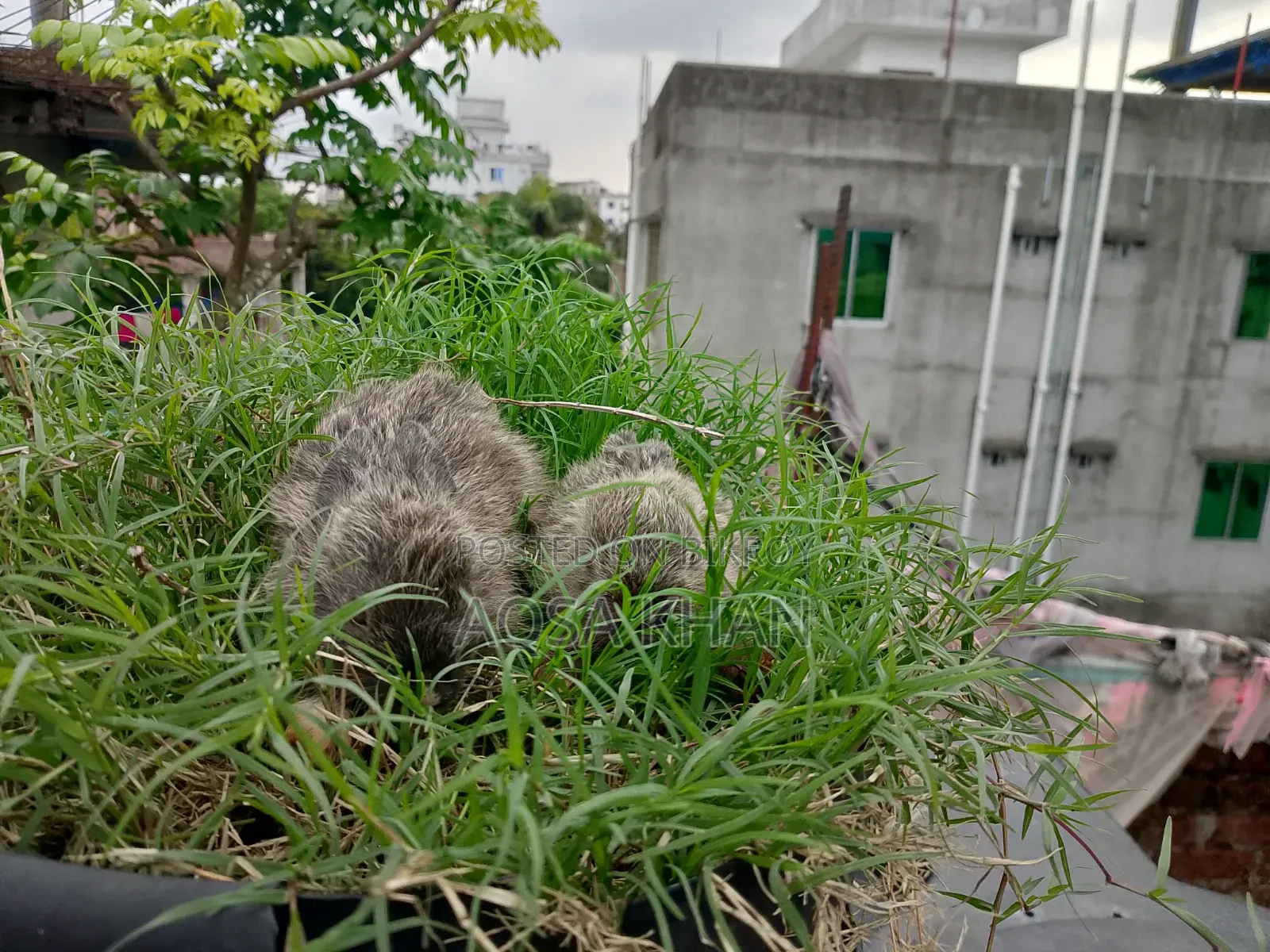 Selling some baby rabbits
