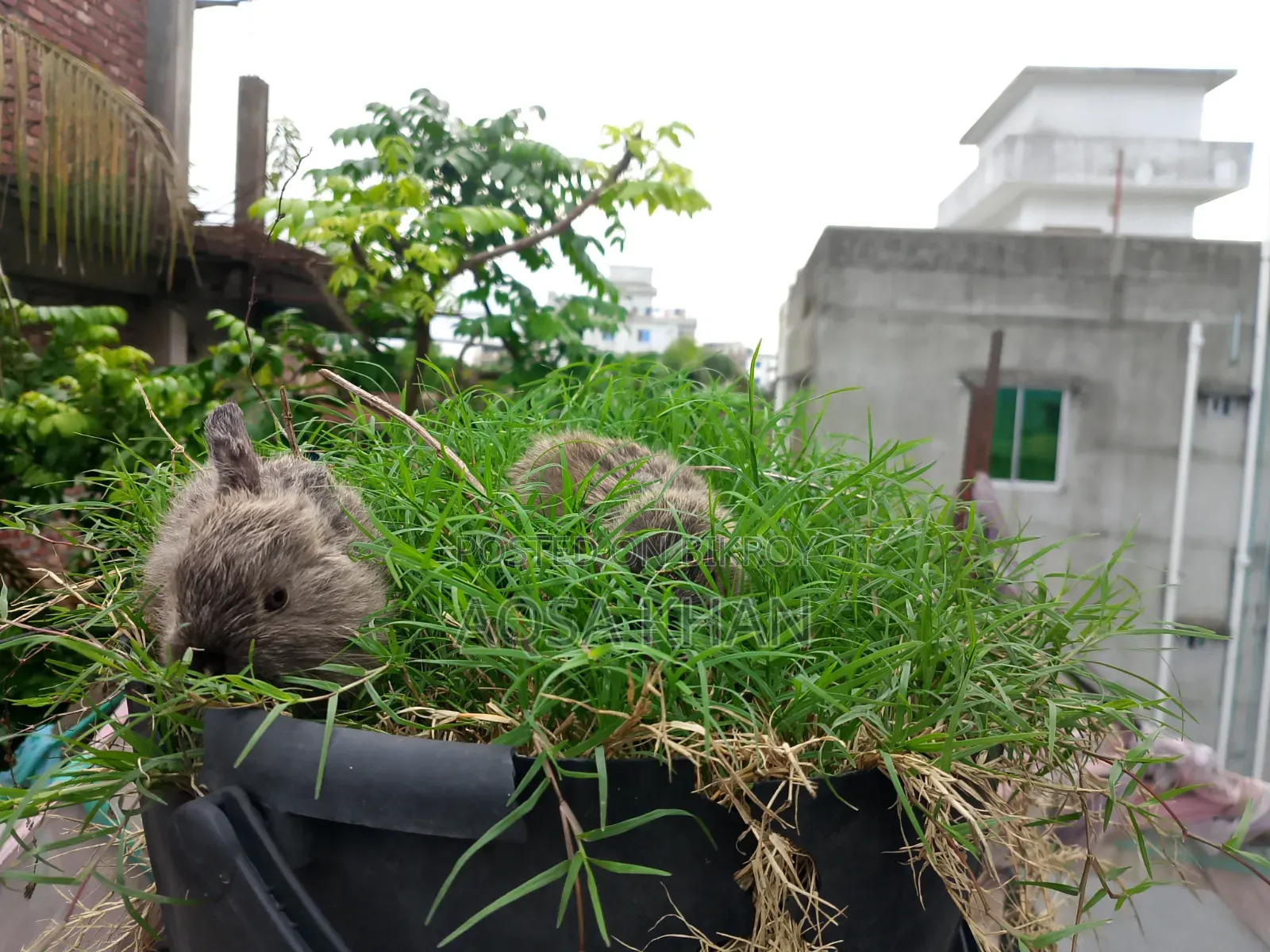 Selling some baby rabbits