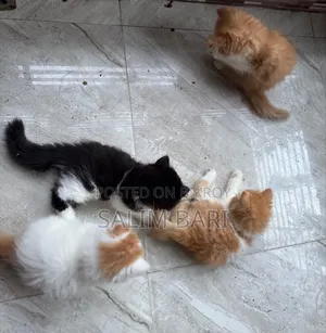 1-3 Months Female Purebred Persian