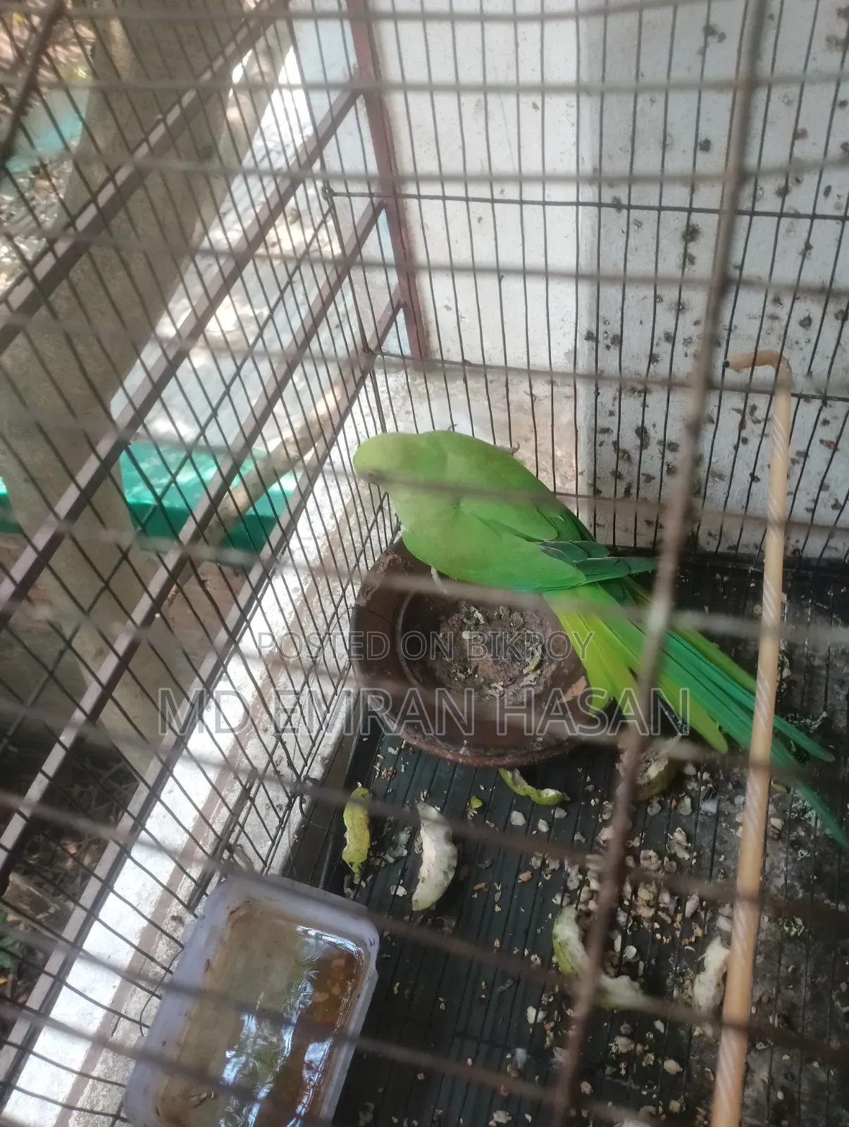 Ringneck Parakeet