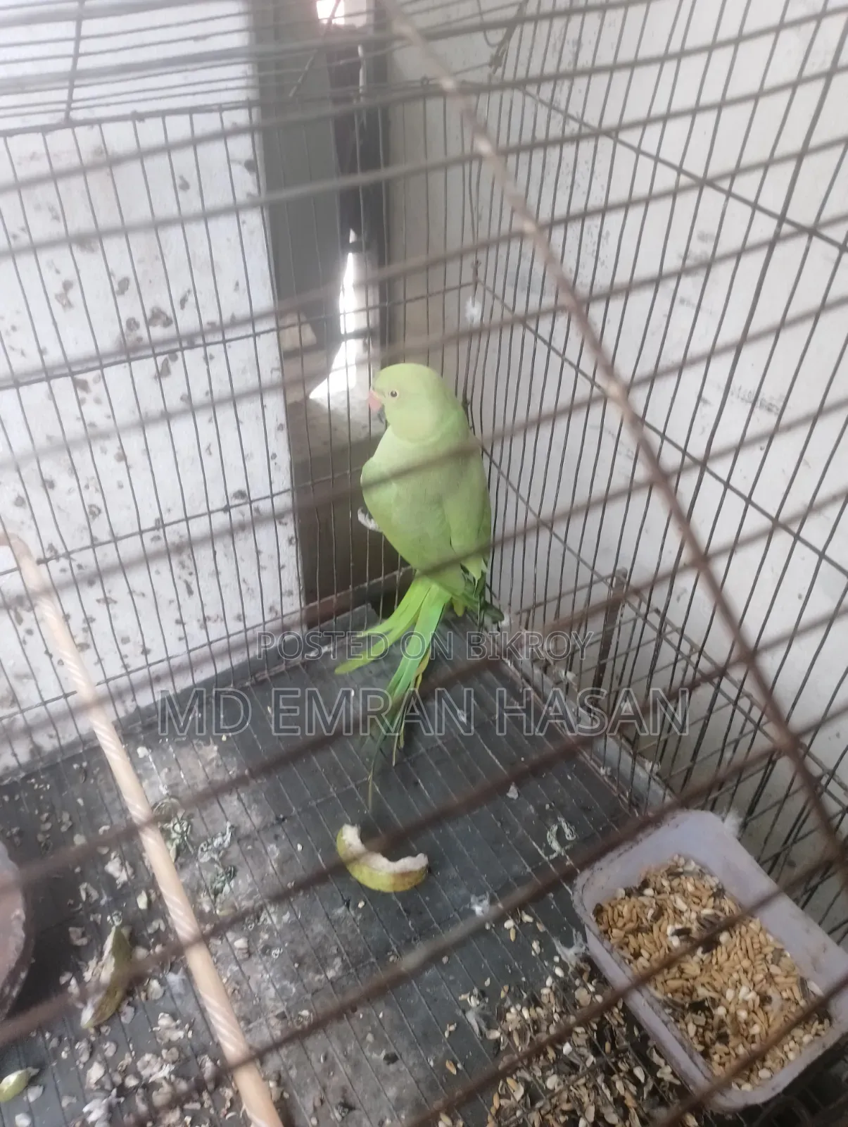 Ringneck Parakeet
