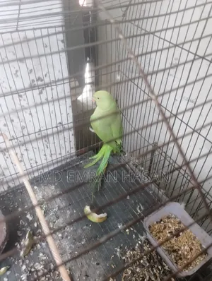 Ringneck Parakeet