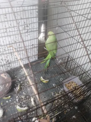 Ringneck Parakeet