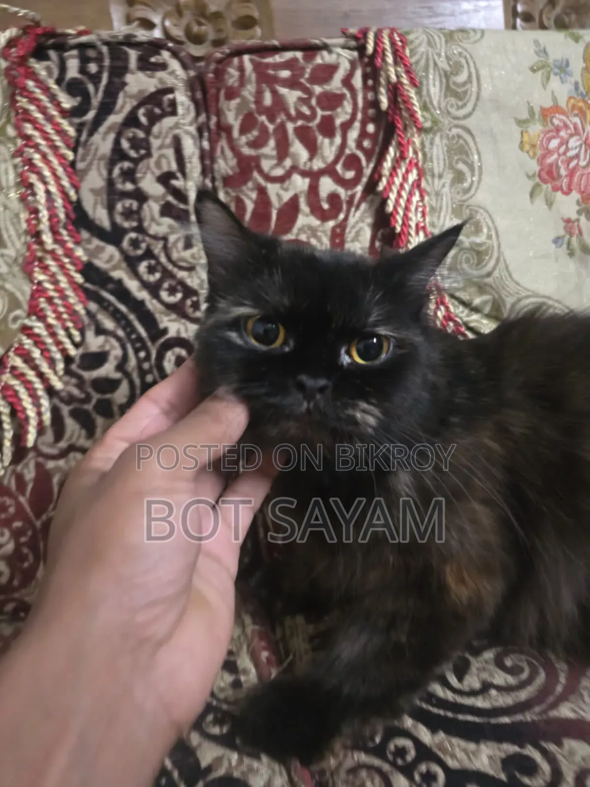 1+ Year Female Purebred Persian