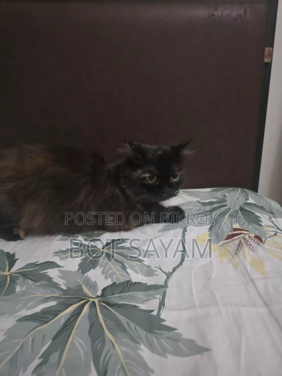 1+ Year Female Purebred Persian