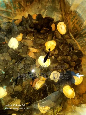 Full Adult and Semi-Adult Auto-Breeding Black Moscow Guppy Fish