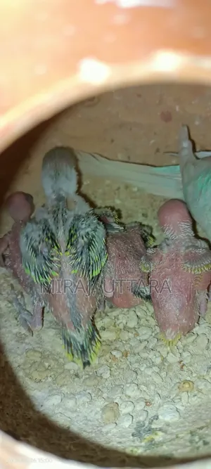 Budgerigar birds for sale. All are running and breeding.